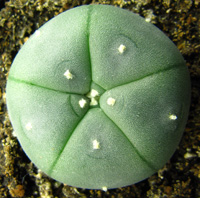 L.Williamsii var texana 3 to 4cm